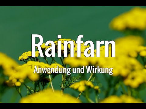 Video: Rainfarn, Facettenreich, Medizinisch, Essbar