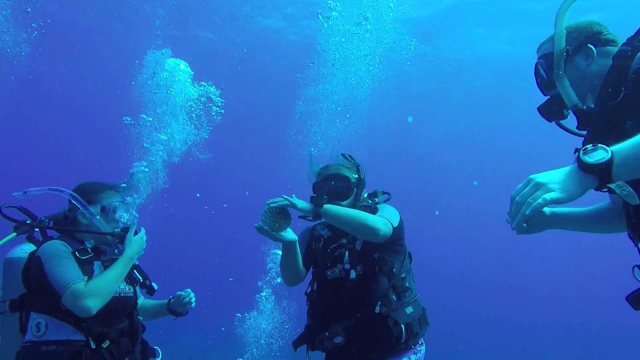 Diving in St Kitts YouTube