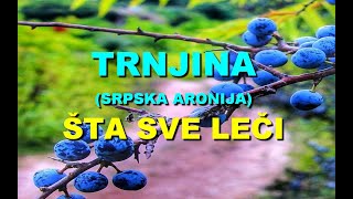 TRNJINA (SRPSKA ARONIJA) - TA SVE LE?I