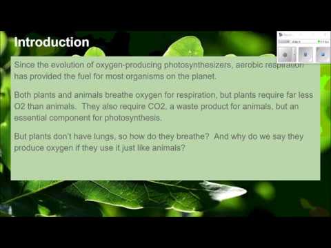 Plants vs animals: Gas exchange