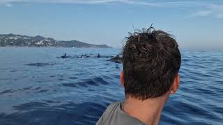 Delfines en la Costa Brava