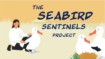 The Seabird Sentinels Project