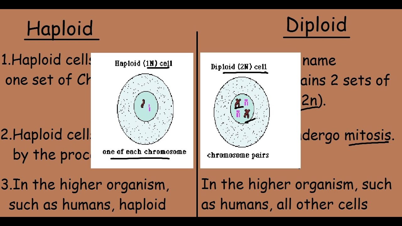 picture of diploid