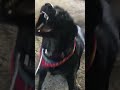 Funny Labrador loves the air hose