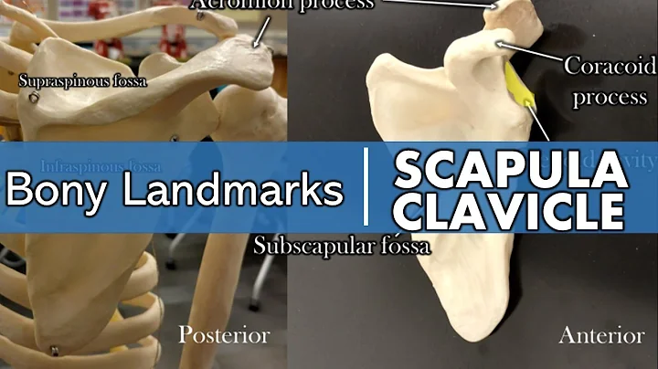Bony landmarks of the scapula and clavicle