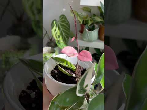 Hoya Obsessed YES I AM Hoya Hoyacollection