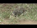 Clapperton&#39;s Francolin in Kidepo national park Uganda