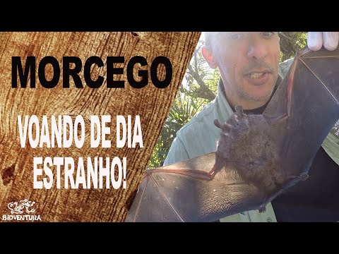 Vídeo: Por que um morcego estaria voando durante o dia?