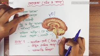 ০৮.১৫. অধ্যায় ৮ : সমন্বয় ও নিয়ন্ত্রণ - মস্তিষ্কের বিভিন্ন অংশ