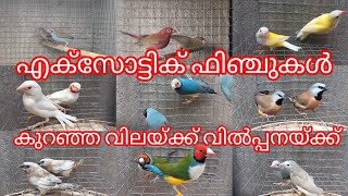 Albino cut throat pair-8000 /birds /Aviary /finches