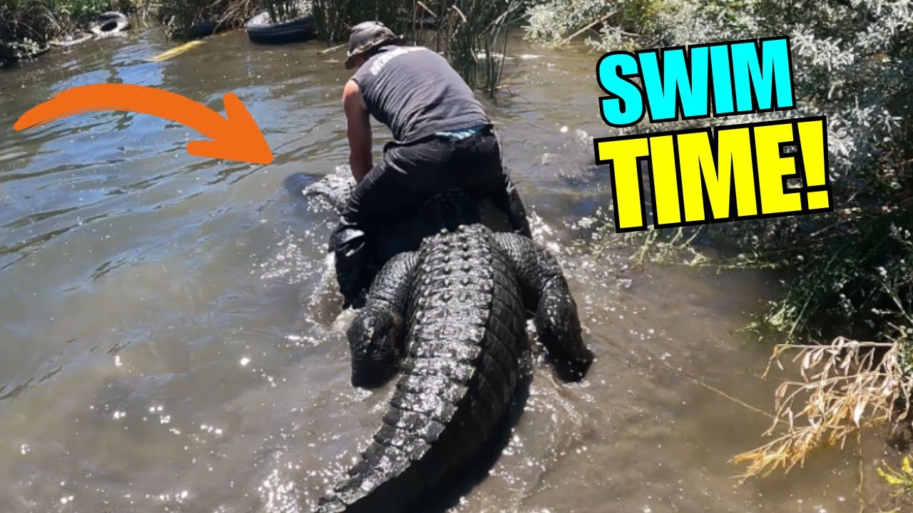 Elvis the Giant Alligator's EPIC Swim! You Won't Believe This! YouTube