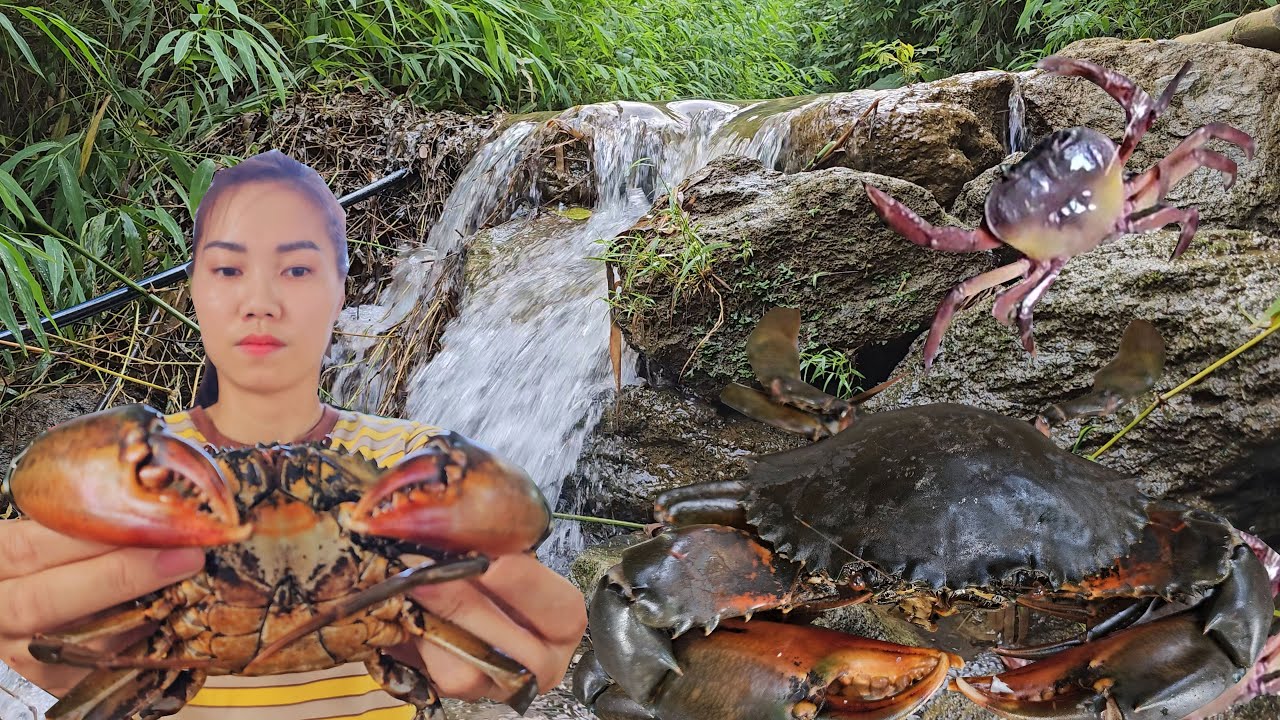 Single mother caught too many giant stone crabs in the deep forest ...