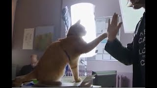 ネコ俳優とハイタッチメイキング映画『ボブという名の猫　幸せのハイタッチ』舞台裏をおさめたメイキング映像