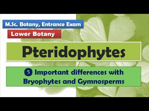 Video: Forskellen Mellem Bryophytes Pteridophytes Og Gymnosperms