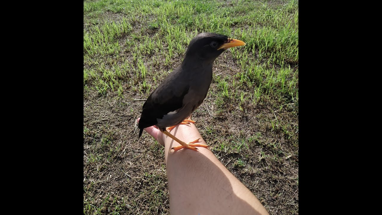 Jalak kebo jinak dan pintar 