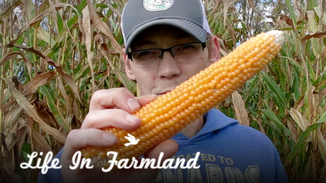 Harvesting Popcorn From The Garden You Harvesting Popcorn From The Garden You