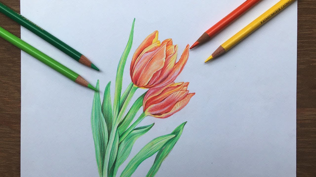 Tulip flowers drawing in color pencil | flower drawing - YouTube