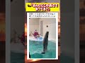 必死に餌を取ろうとするラッコが可愛すぎるwwwww #面白い #おもしろ #tiktok #Twitter #2ch #5ch