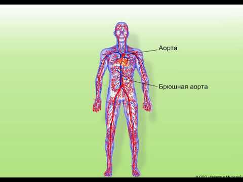 Большой круг кровообращения