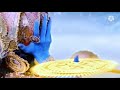 Lord vishnu and lord krishna entry  haathighodapalkijaikanhaiyalalki spiritualmantra