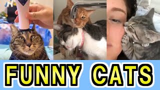 Cute and Funny Cat MEMES - Don't try to stop laughing【No.20】 by Funny Animals 3,940 views 2 years ago 2 minutes, 4 seconds