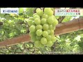 シャインマスカットの収穫始まる　宮城・富谷市（20210914OA)
