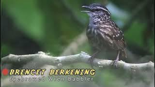 Suara Ngeroll Berencet Berkening - Eyebrowed Wren Babbler
