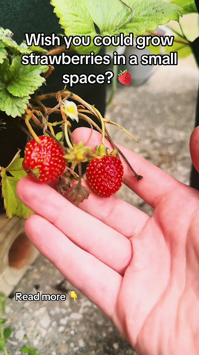 You can grow strawberries at home! #smallspacegarden #gardeningtips #growbaggardening