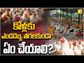 కోళ్లకు ఎండదెబ్బ తగలకుండా ఏం చేయాలి? | NTR District Poultry Farmers Alert | YK TV