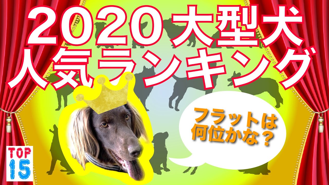 最新版 年大型犬人気ランキング あなたの予想は Youtube