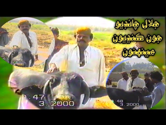 Jalal Chandio Yaad Gaar Old Video جلال چانڊيو جون ڪنڍيون مينهنون class=