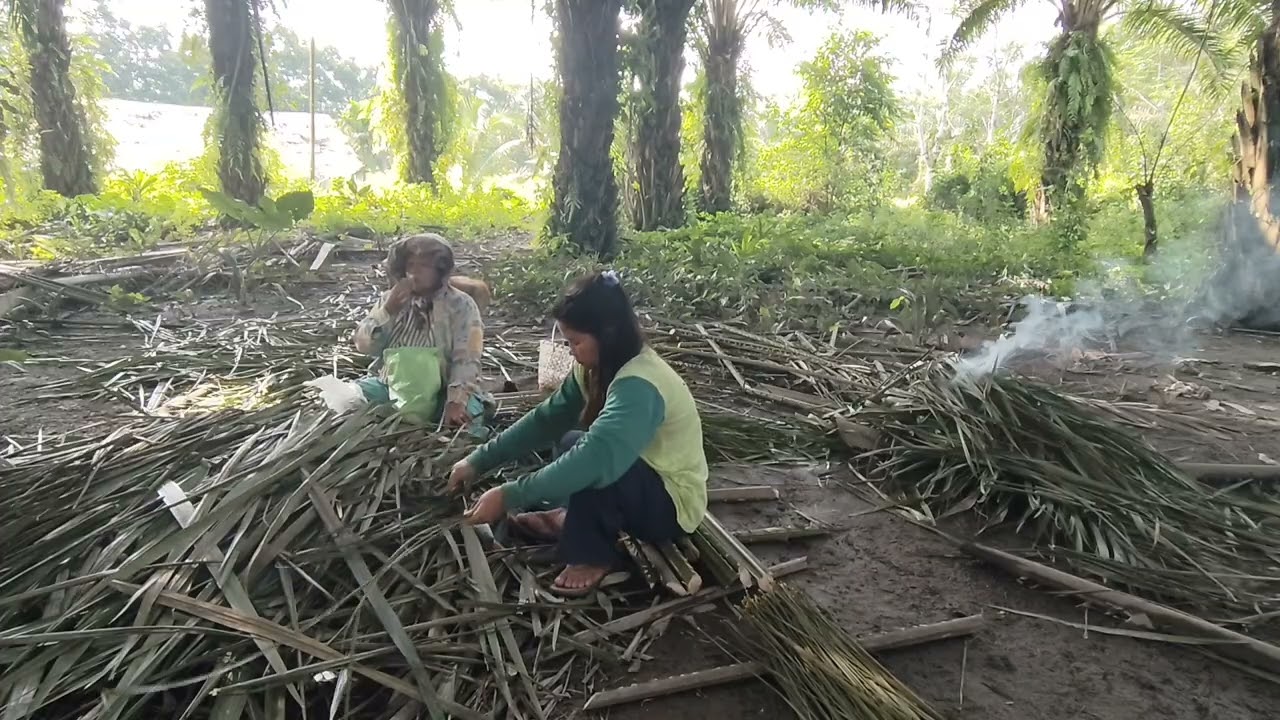 Tinggal 2hari lagi dikampung||Tetap semangat bantu mamak cari lidi 