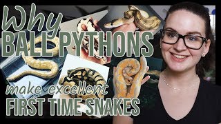 Famous WHY BALL PYTHONS MAKE EXCELLENT FIRST TIME SNAKES (for parents) Wealth