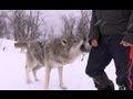 Wolf Bites Steve Backshall | Deadly 60 | Series 2 | BBC