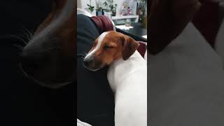 I'm Tired, But is my neck OK?  | Jack Russell Terrier Coffee #shorts #cute