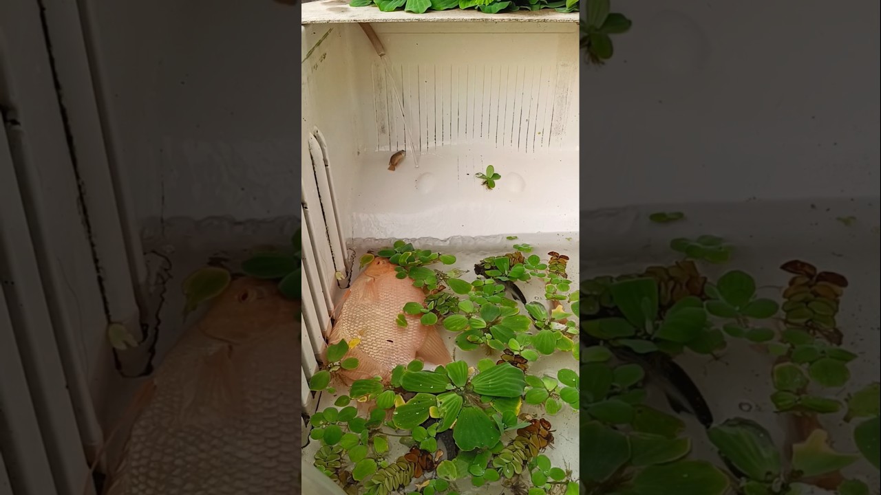 Meenin yedhirneechal parungalaen 🥰🫰 