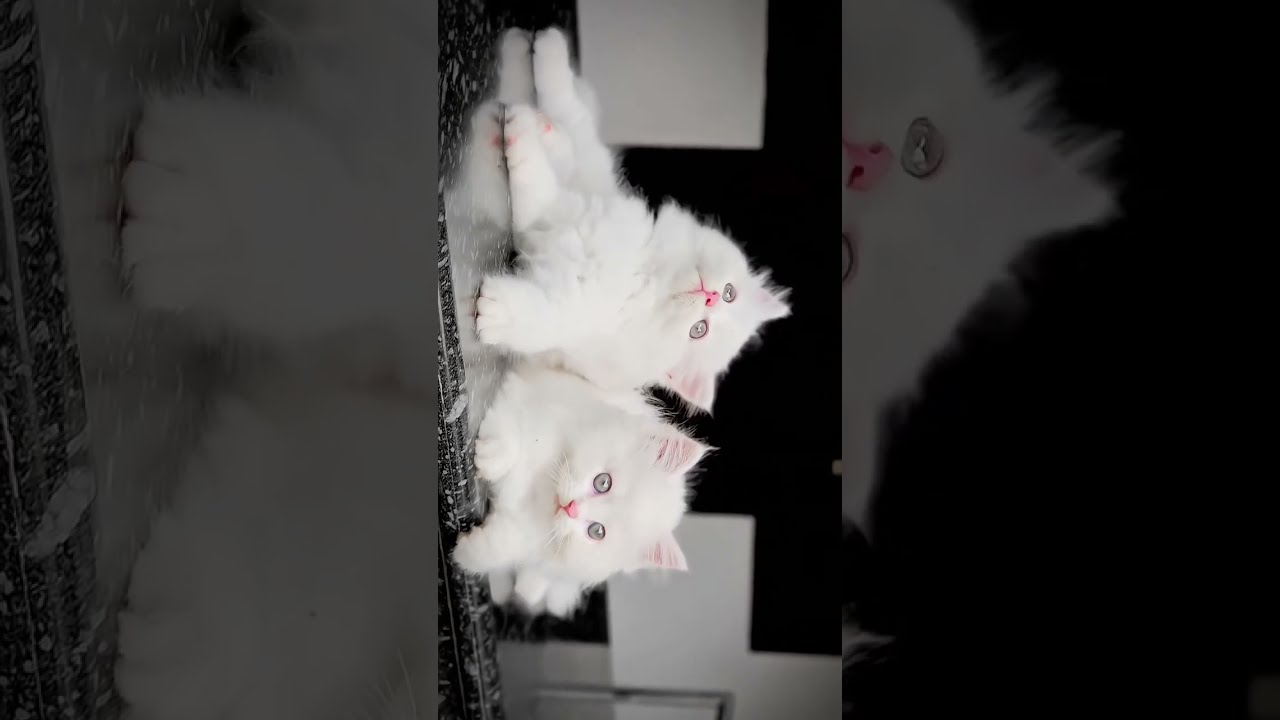 What Are They Looking At Kittymeowza CatLovers FunnyCats PetShorts CatsOfYouTube