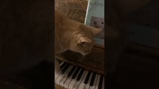 meow