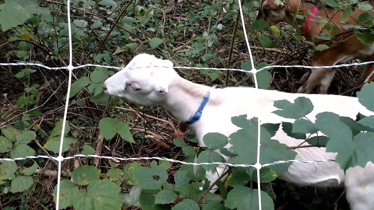 Goats eating poison ivy YouTube