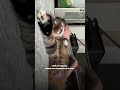 Завантажуй додаток Stelо та знайди свого психолога 🫶🏻