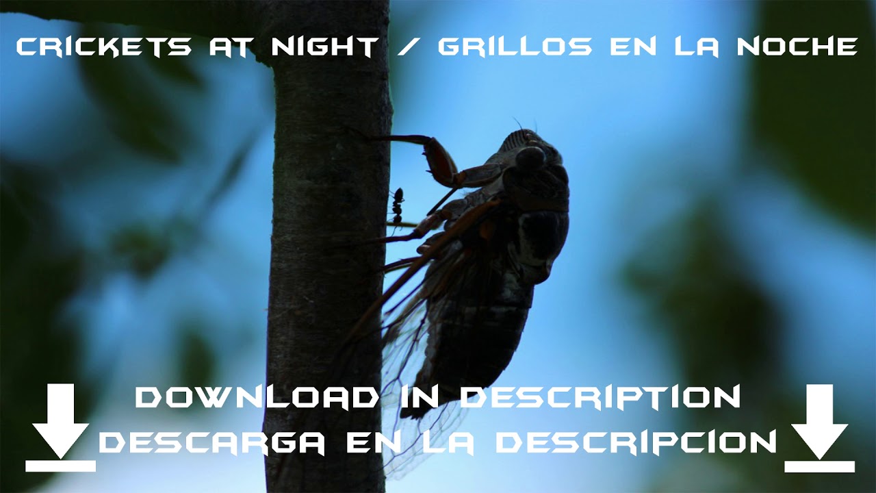 Crickets at night Sound effect (HD) YouTube