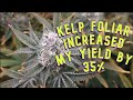 Final results  kelp foliar increased yield 35  reduced flowering time 46 days