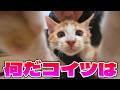 カビまみれの子猫を保護して飼い始めることになりました