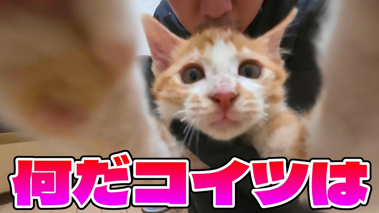 カビまみれの子猫を保護して飼い始めることになりました