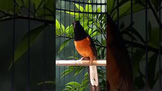 Pancingan Murai Batu Gacor