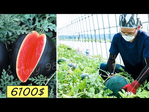 Japan Agriculture Technology - World's Most Expensive Watermelon Cultivation