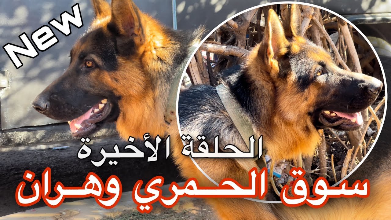 هنا وهران | سوق الحمري وجه بإمتياز لعشاق الكلاب ا وهران في القلب ♥️♥️