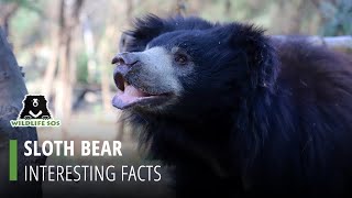 Facts About Sloth Bears
