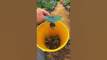 The BEST way to propagate Comfrey! #perma #healing #natural