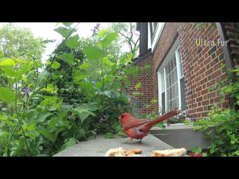 "Mr. Cardinal Eats An Almond" : Ultra Fur